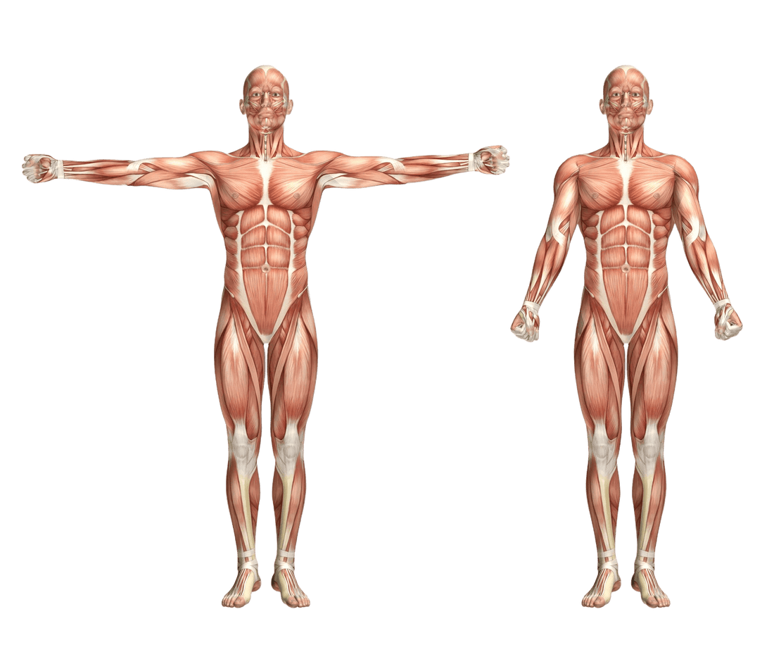 How Hypertrophy Training Works To Build Muscle Mass - SilentPlan