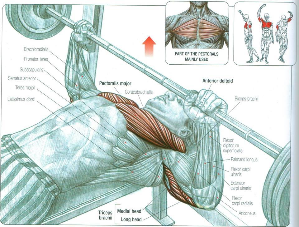 Bench Pressing & Why It Matters - SilentPlan